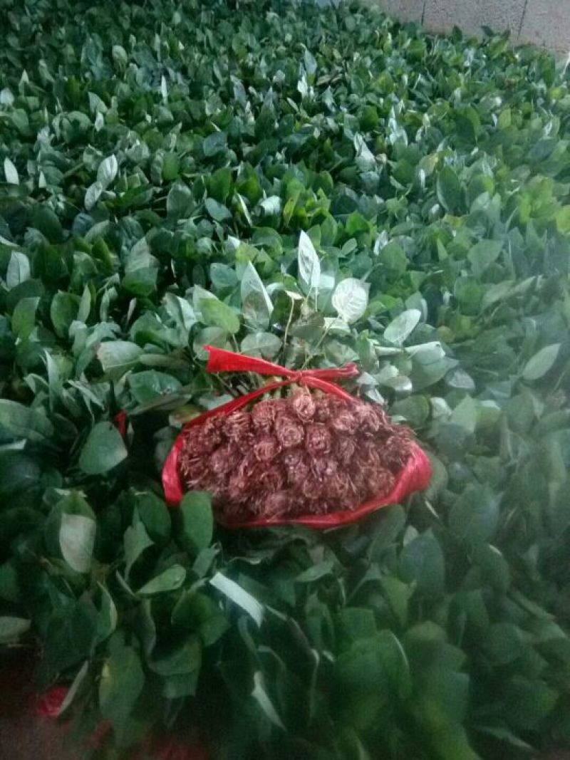 多头玫瑰苗10cm以下