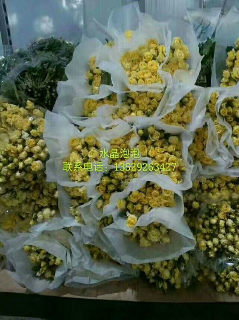多头玫瑰苗10cm以下