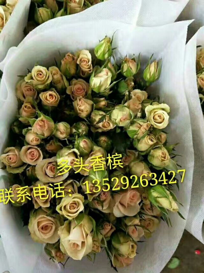 多头玫瑰苗10cm以下