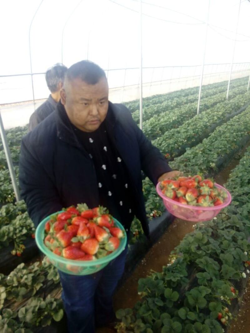 陕西渭南大棚草莓诚招全国各地客商采购电商供应链社区团购