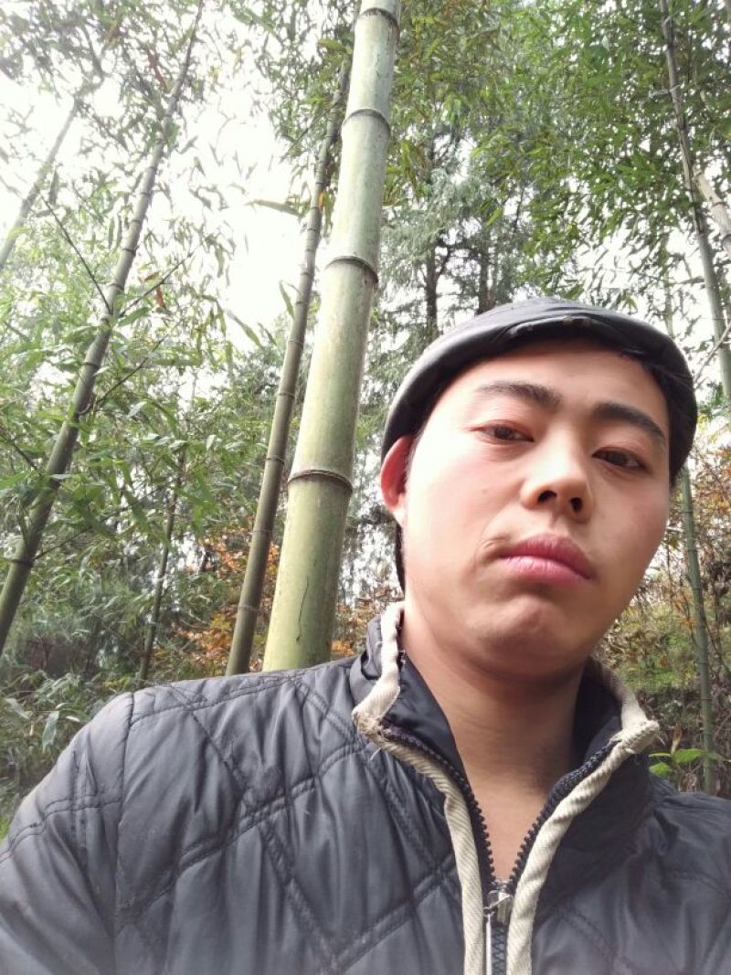 竹子4~5m