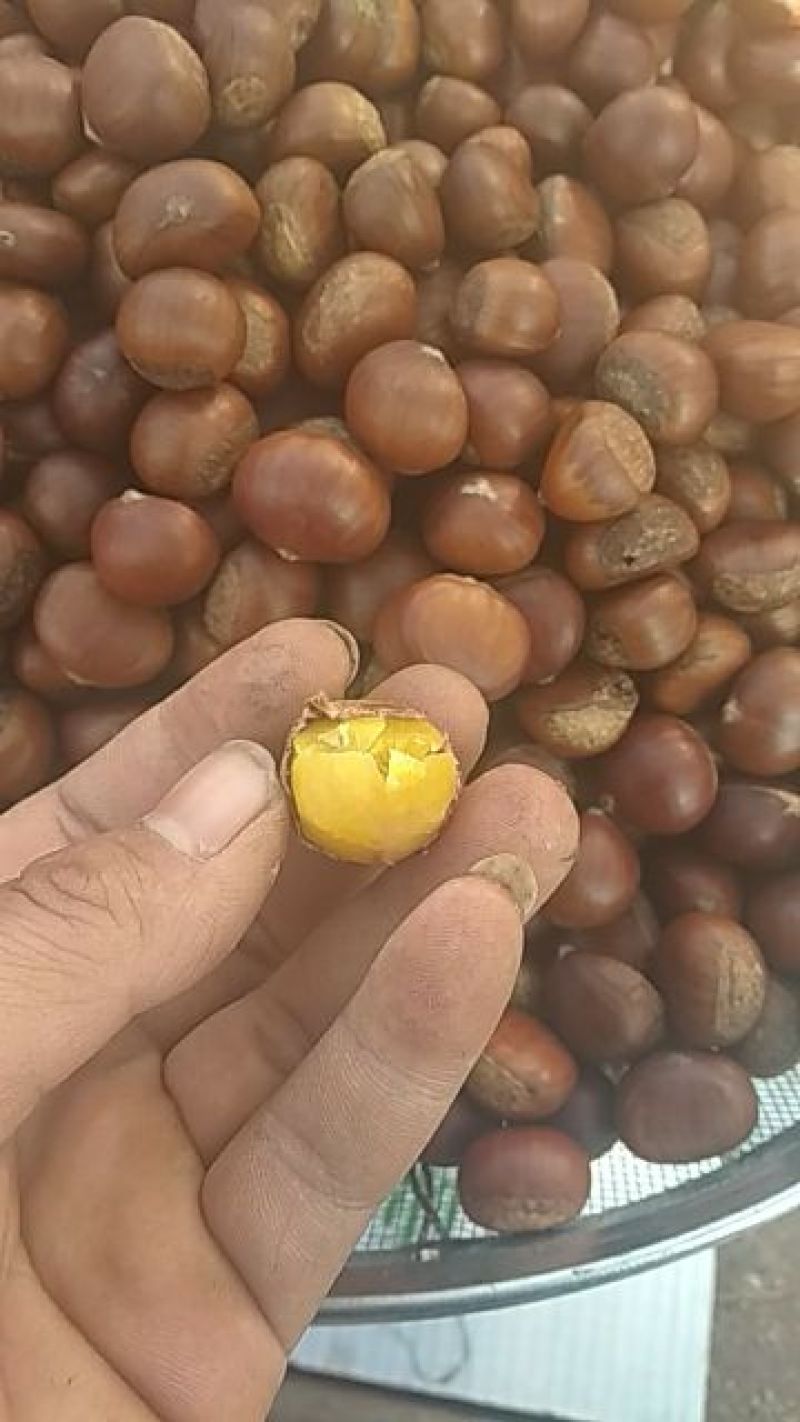 迁西板栗精品3113老树油栗一手货源