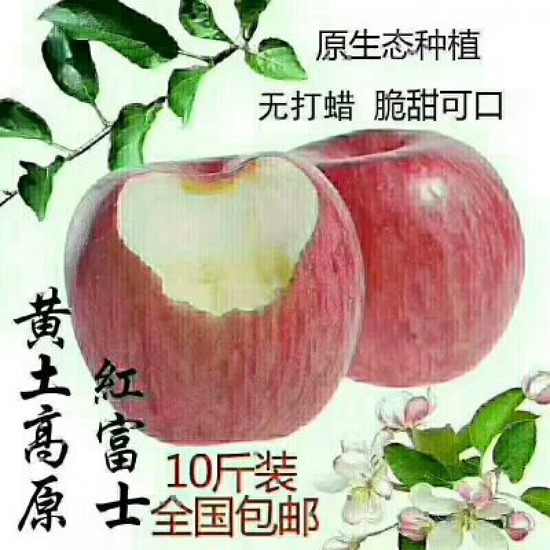 红富士苹果70mm以上纸袋