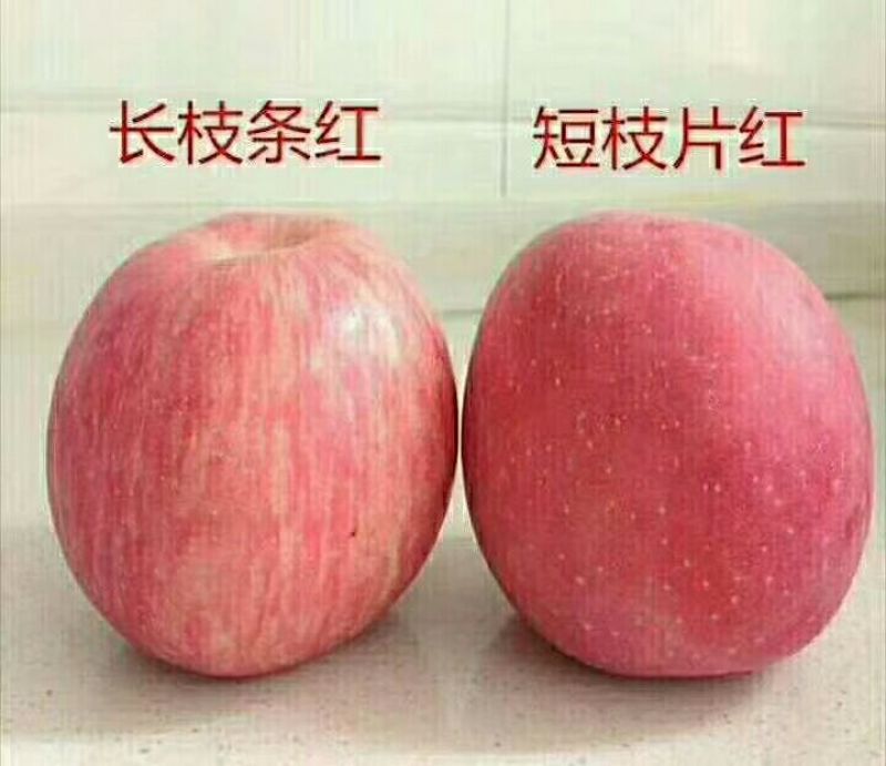 红富士苹果70mm以上纸袋