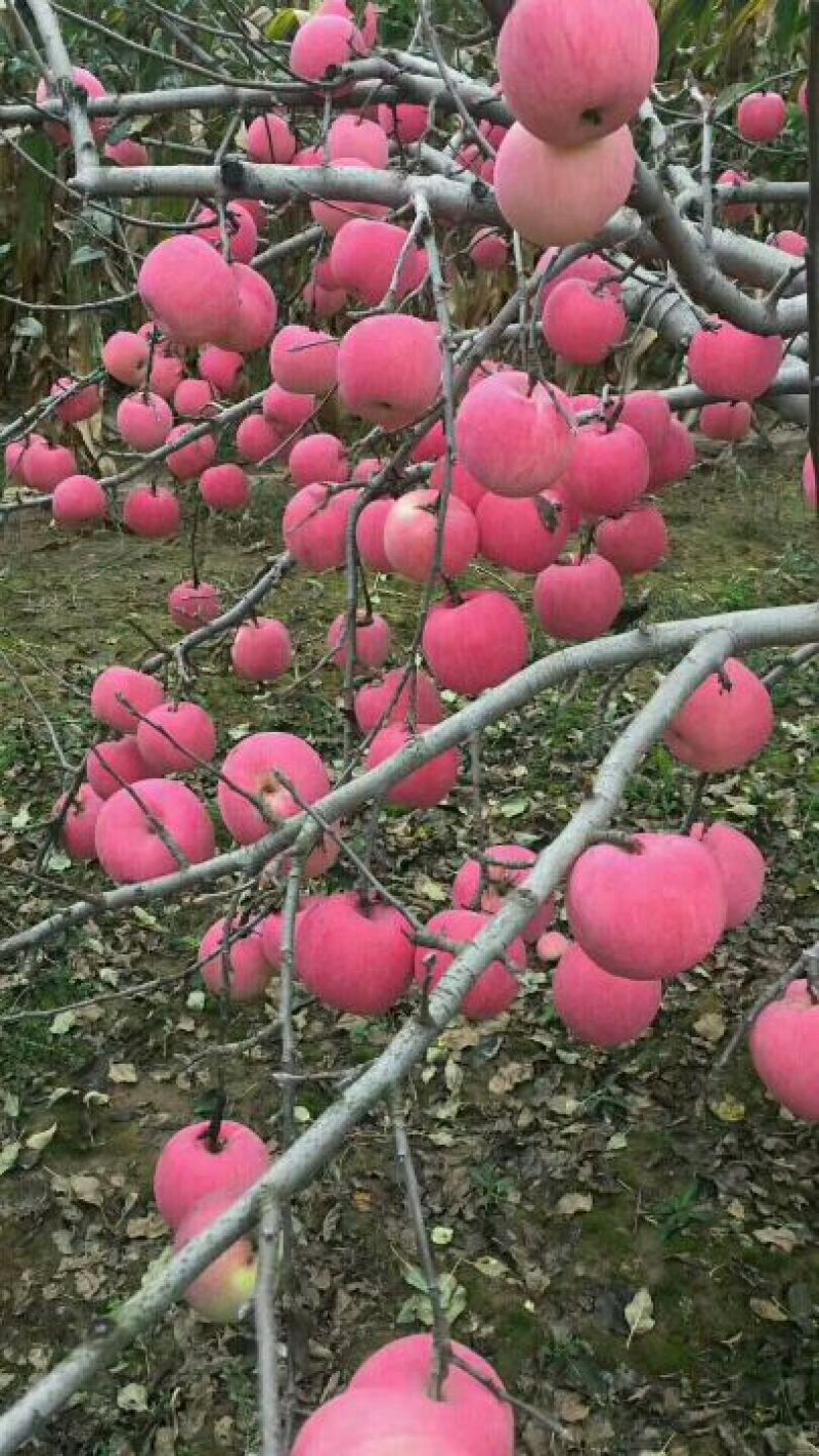 红富士苹果70mm以上纸袋