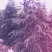 雪松2cm以下