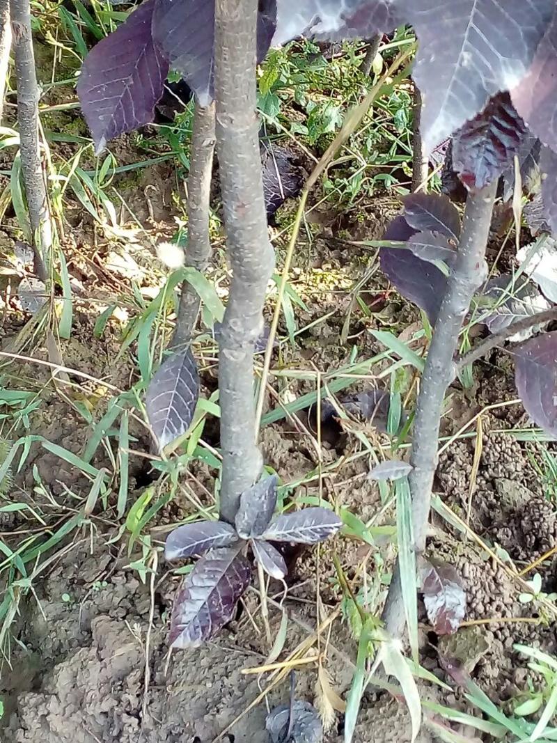 紫叶稠李苗150~250cm