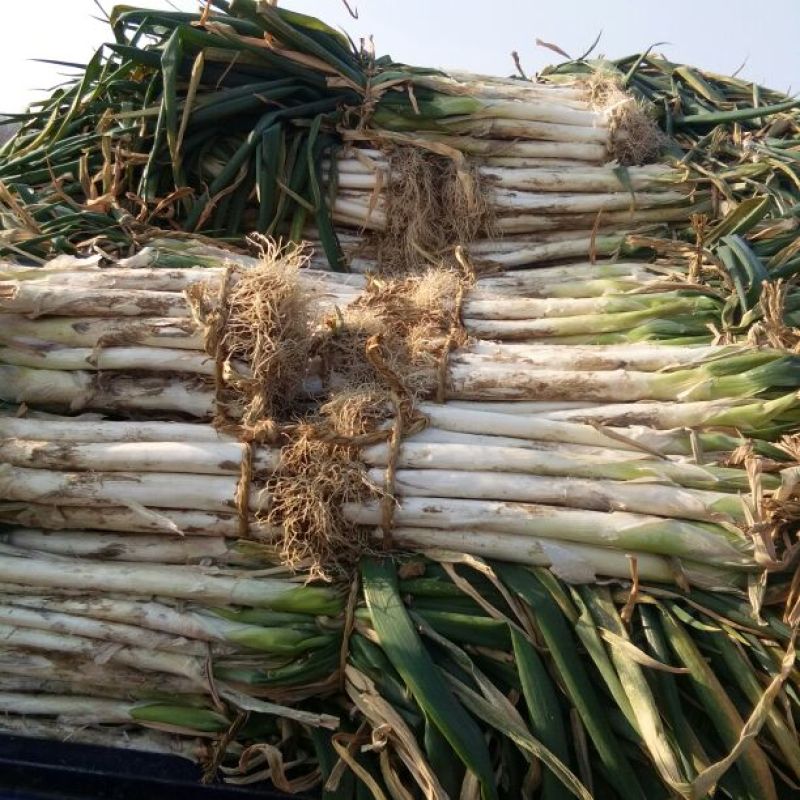 长白大葱30~40cm毛葱3cm左右