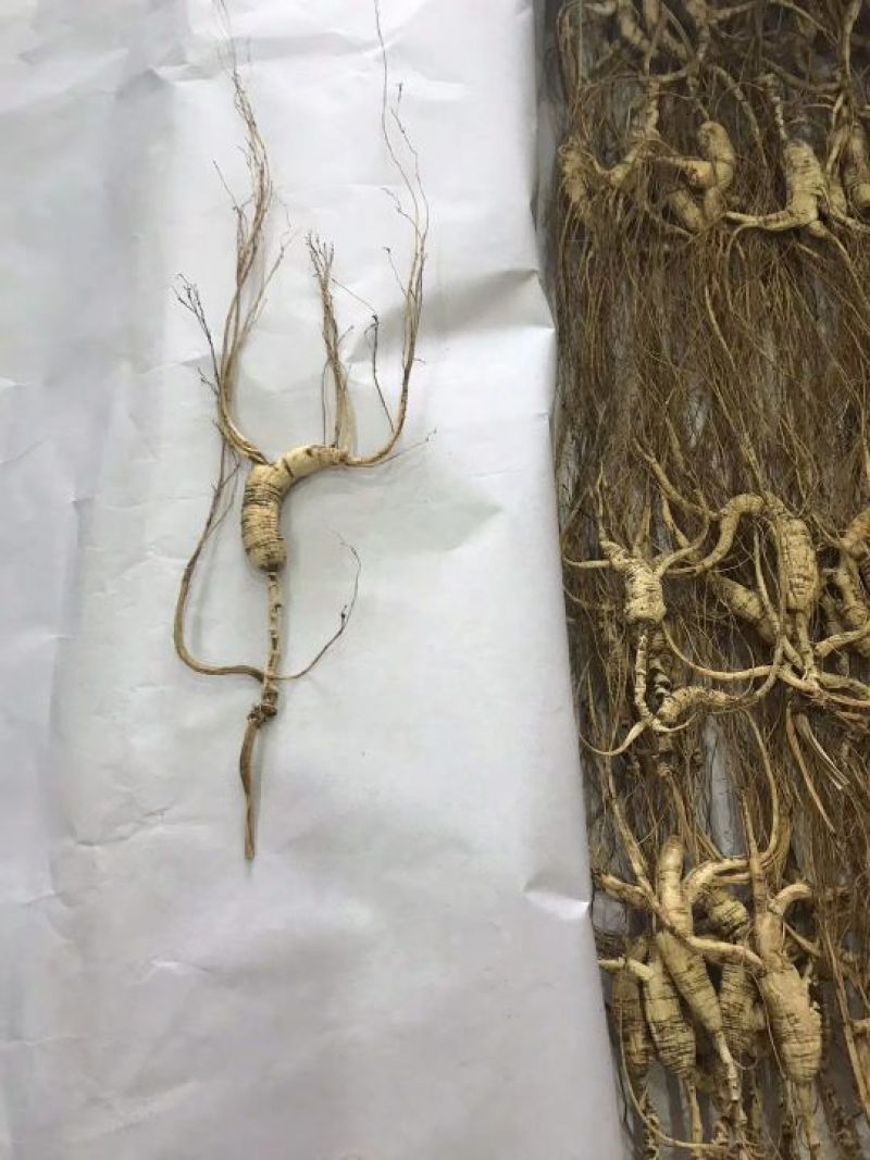 林下参高年头三指长卢煲汤泡水泡酒都可以