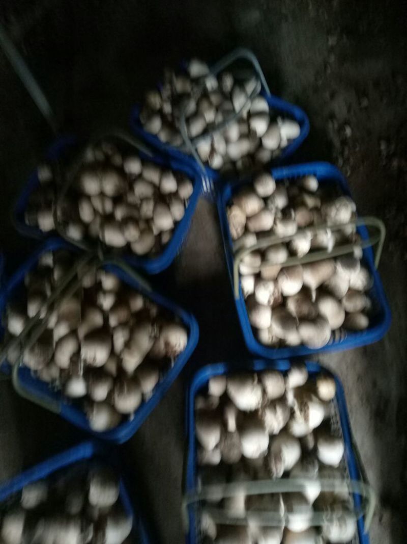 草菇2cm以上
