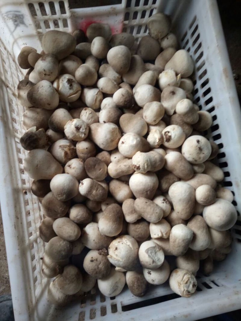 草菇2cm以上