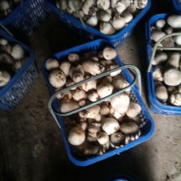 草菇2cm以上