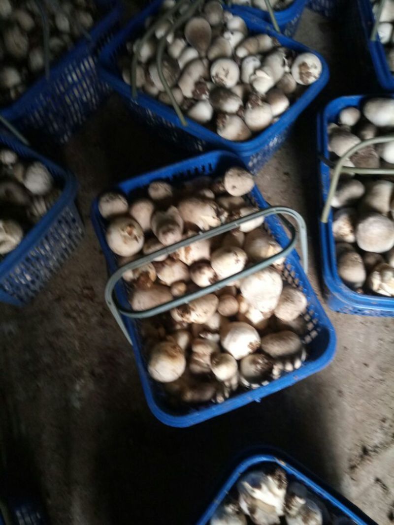 草菇2cm以上