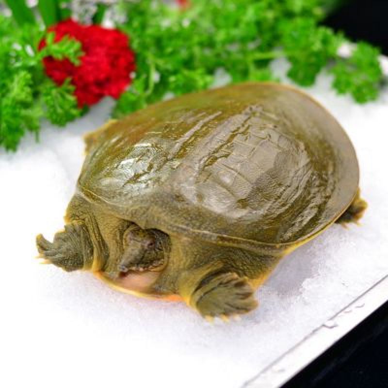 生态甲鱼1.5~2斤
