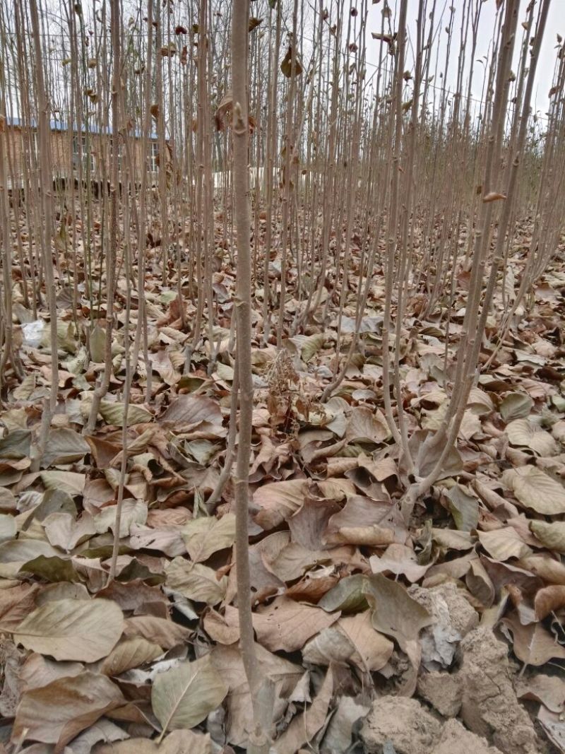 广玉兰苗地栽苗80cm以上