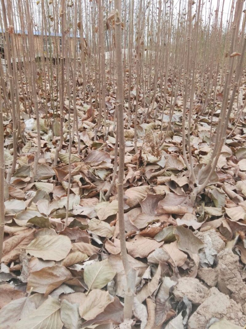 广玉兰苗地栽苗80cm以上