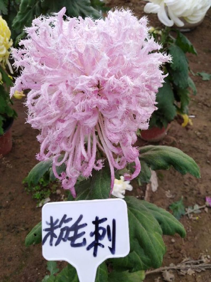 【品种齐全】回购率高观赏菊花苗百菊品种苗，九月菊苗全国发货