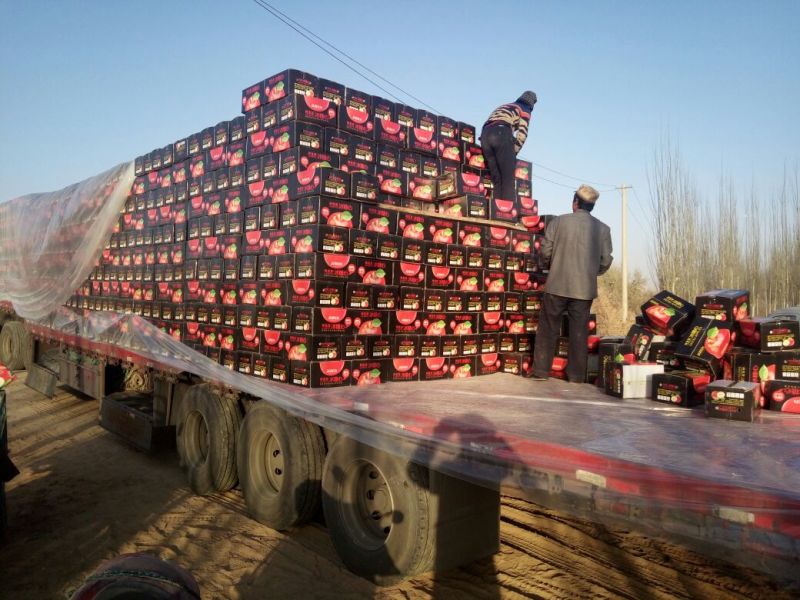 代发/整车/阿克苏冰糖心苹果整车发货一条龙
