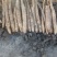 平度牛腿白玉山药3~4厘米30~40厘米一级通货