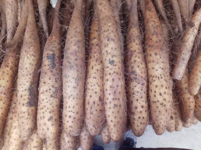 平度牛腿白玉山药3~4厘米30~40厘米一级通货