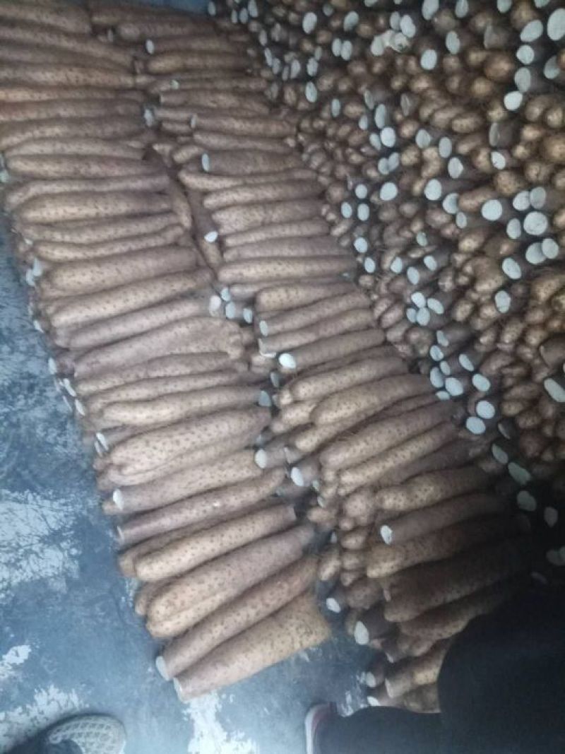 【精品】白玉山药3~4厘米20~30厘米特级通货