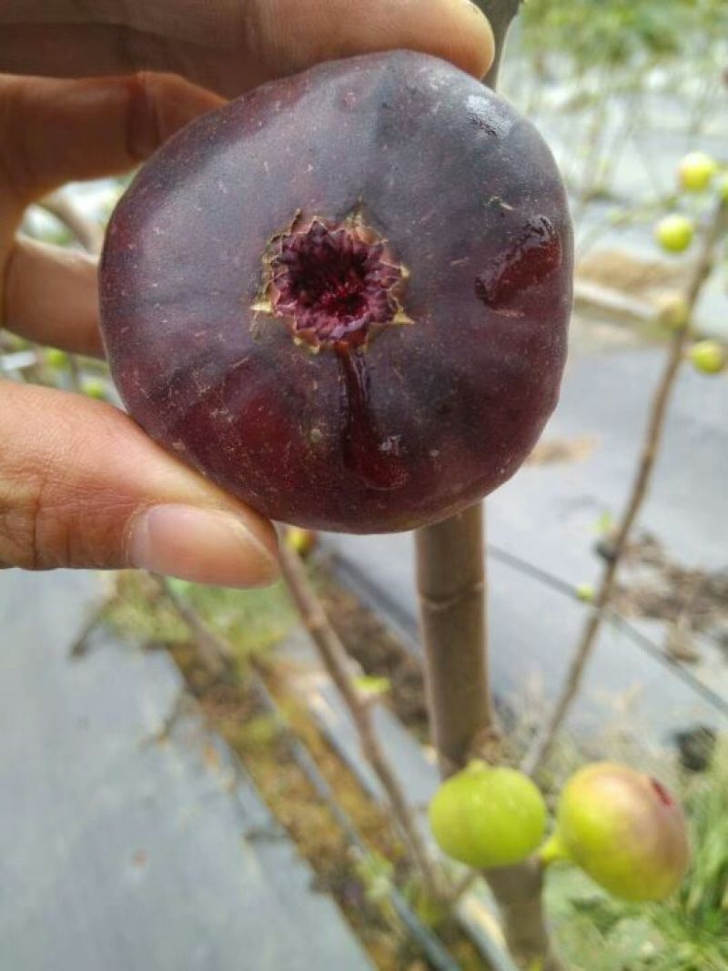 无花果树苗波姬红布莱瑞克大玛，芭劳奈等品种，保湿邮寄