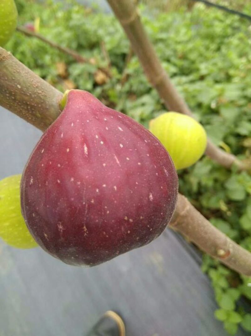 无花果树苗波姬红布莱瑞克大玛，芭劳奈等品种，保湿邮寄