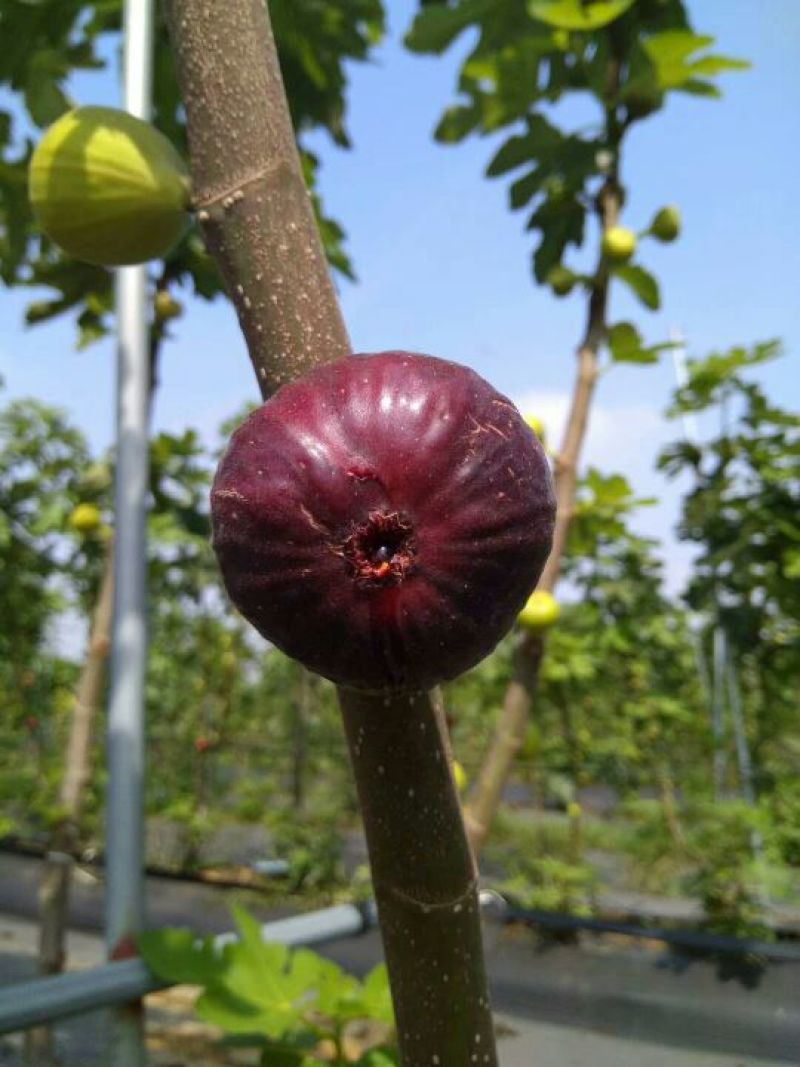 无花果树苗波姬红布莱瑞克大玛，芭劳奈等品种，保湿邮寄