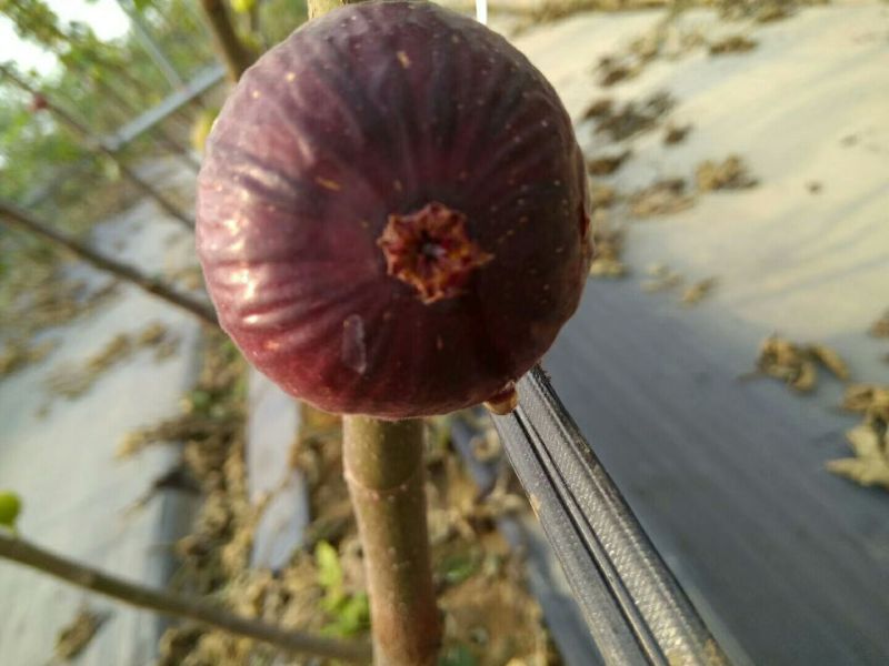 无花果树苗波姬红布莱瑞克大玛，芭劳奈等品种，保湿邮寄