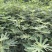 无花果树苗波姬红布莱瑞克大玛，芭劳奈等品种，保湿邮寄