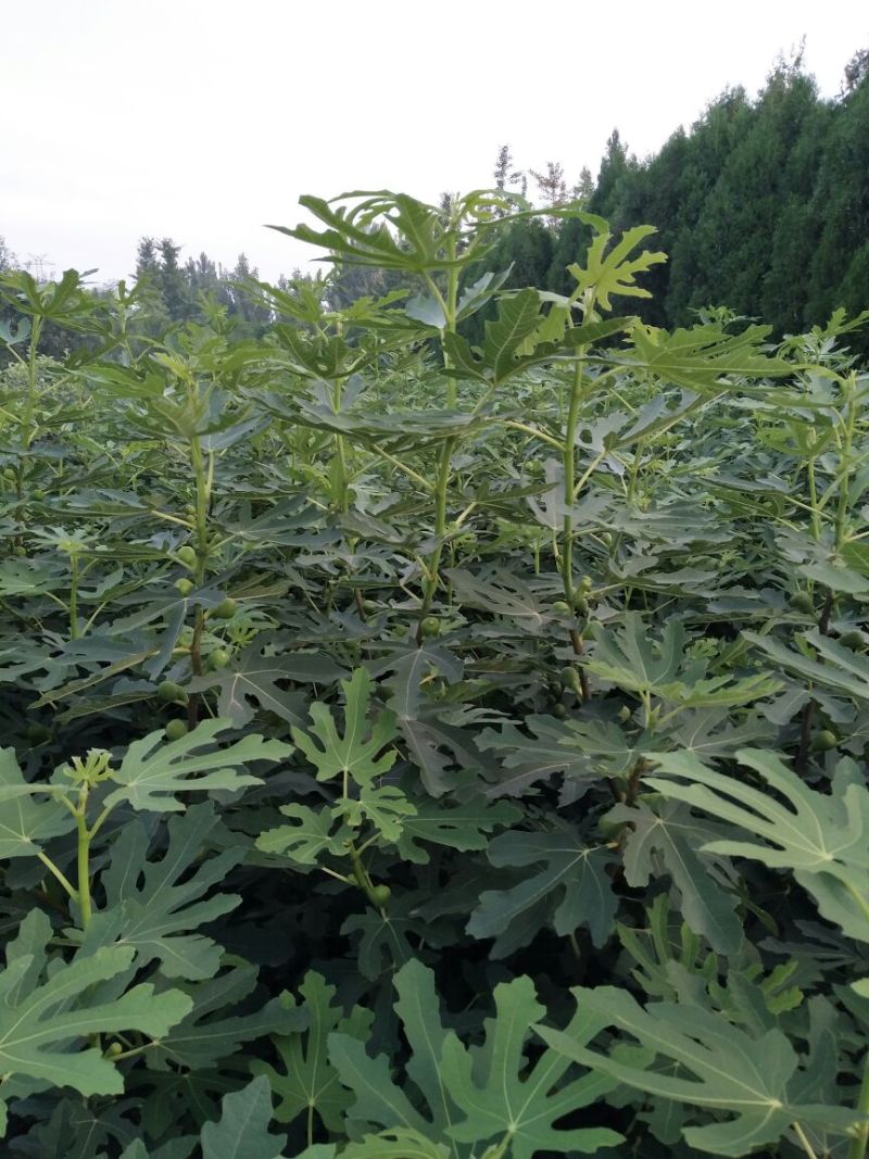 无花果树苗波姬红布莱瑞克大玛，芭劳奈等品种，保湿邮寄