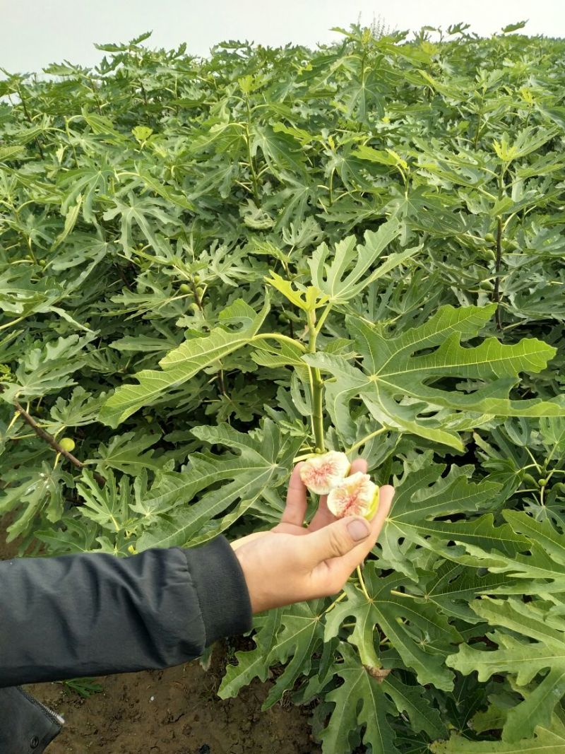 无花果树苗波姬红布莱瑞克大玛，芭劳奈等品种，保湿邮寄