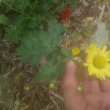 野菊花袋装