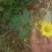 野菊花袋装