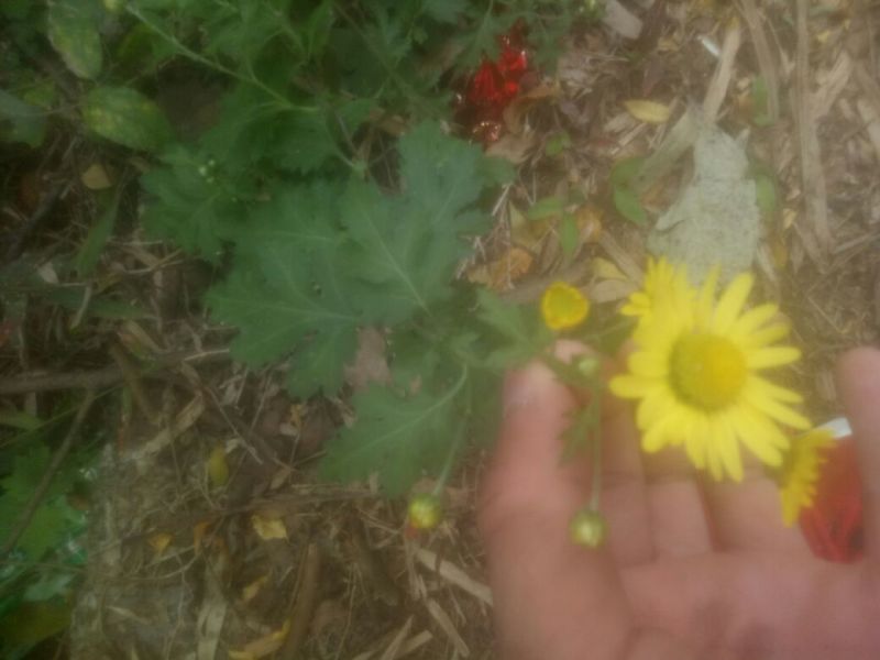 野菊花袋装