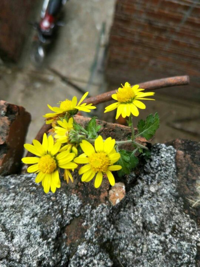 野菊花袋装