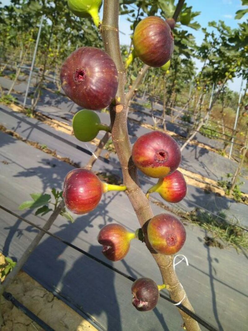 无花果苗波姬红金傲芬布莱瑞克当年高产专业育苗保湿邮寄
