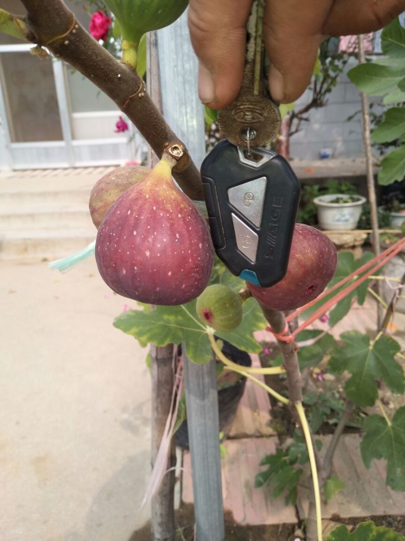 无花果苗波姬红金傲芬布莱瑞克当年高产专业育苗保湿邮寄