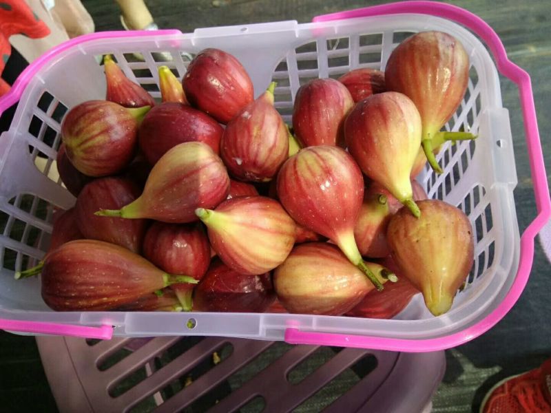 无花果苗波姬红金傲芬布莱瑞克当年高产专业育苗保湿邮寄