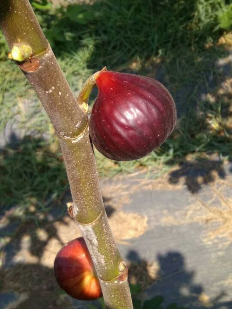 无花果苗波姬红金傲芬布莱瑞克当年高产专业育苗保湿邮寄