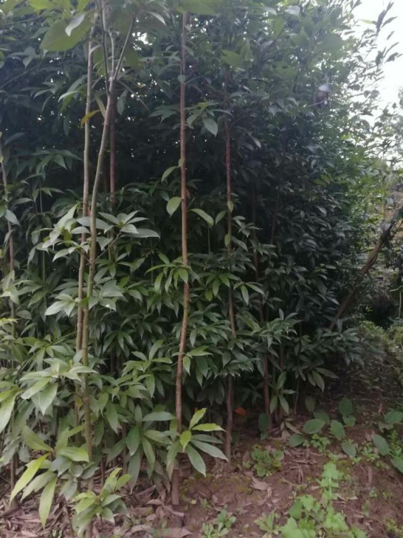 小叶桢楠1.5~2m