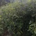 小叶桢楠1.5~2m