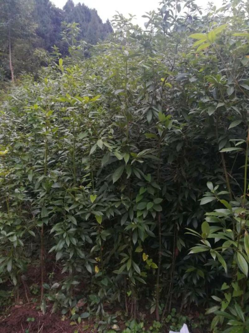 小叶桢楠1.5~2m