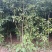 小叶桢楠1.5~2m