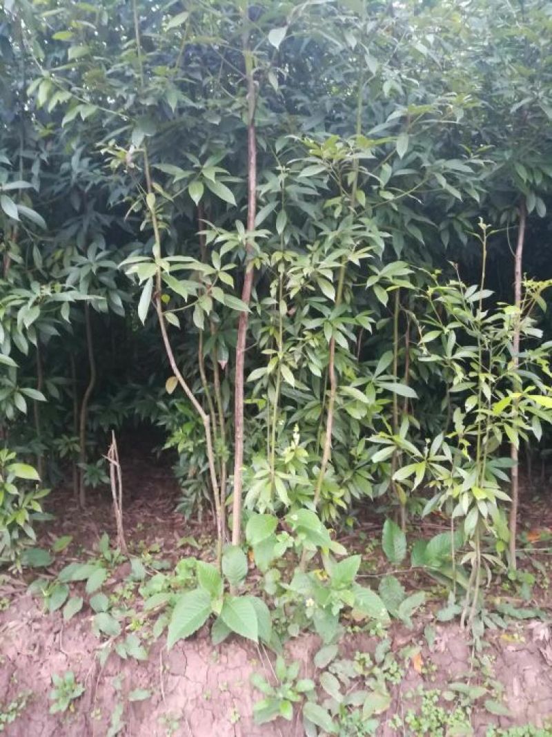 小叶桢楠1.5~2m