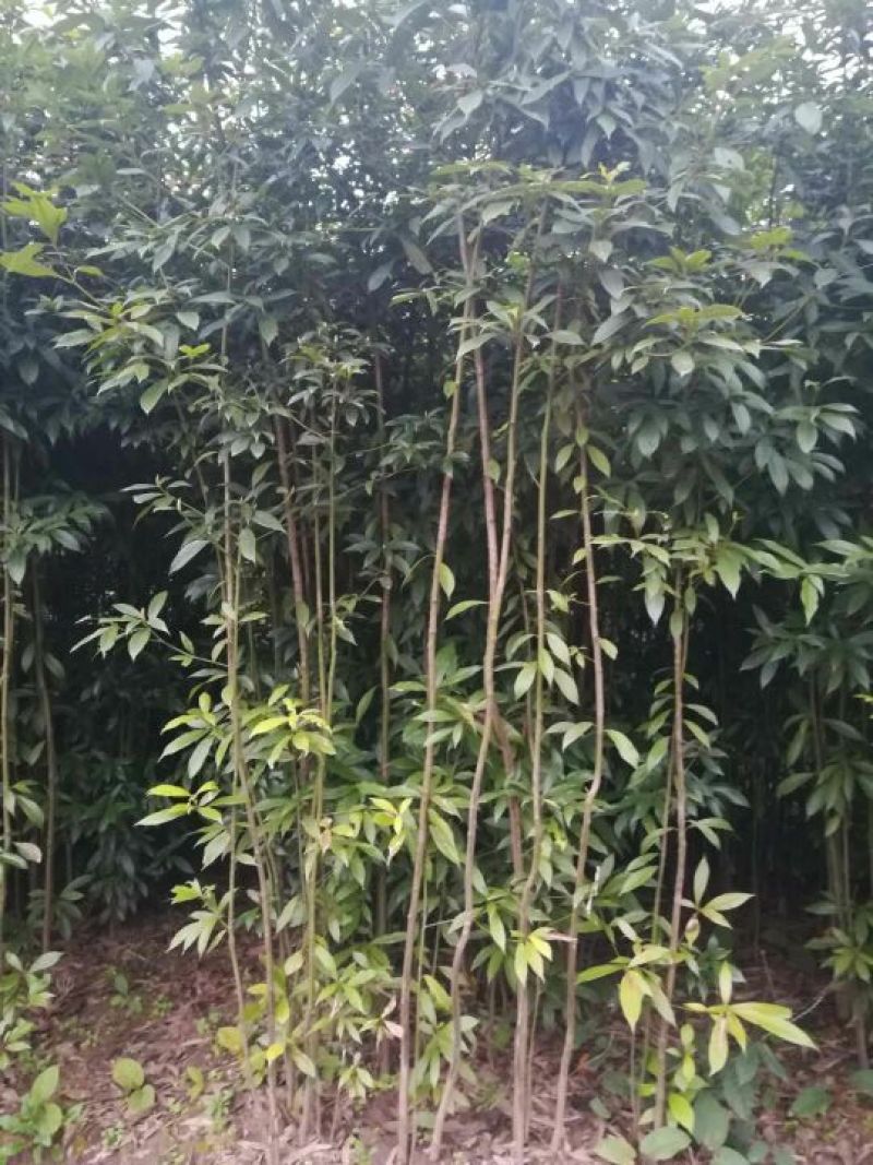 小叶桢楠1.5~2m
