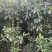 小叶桢楠1.5~2m