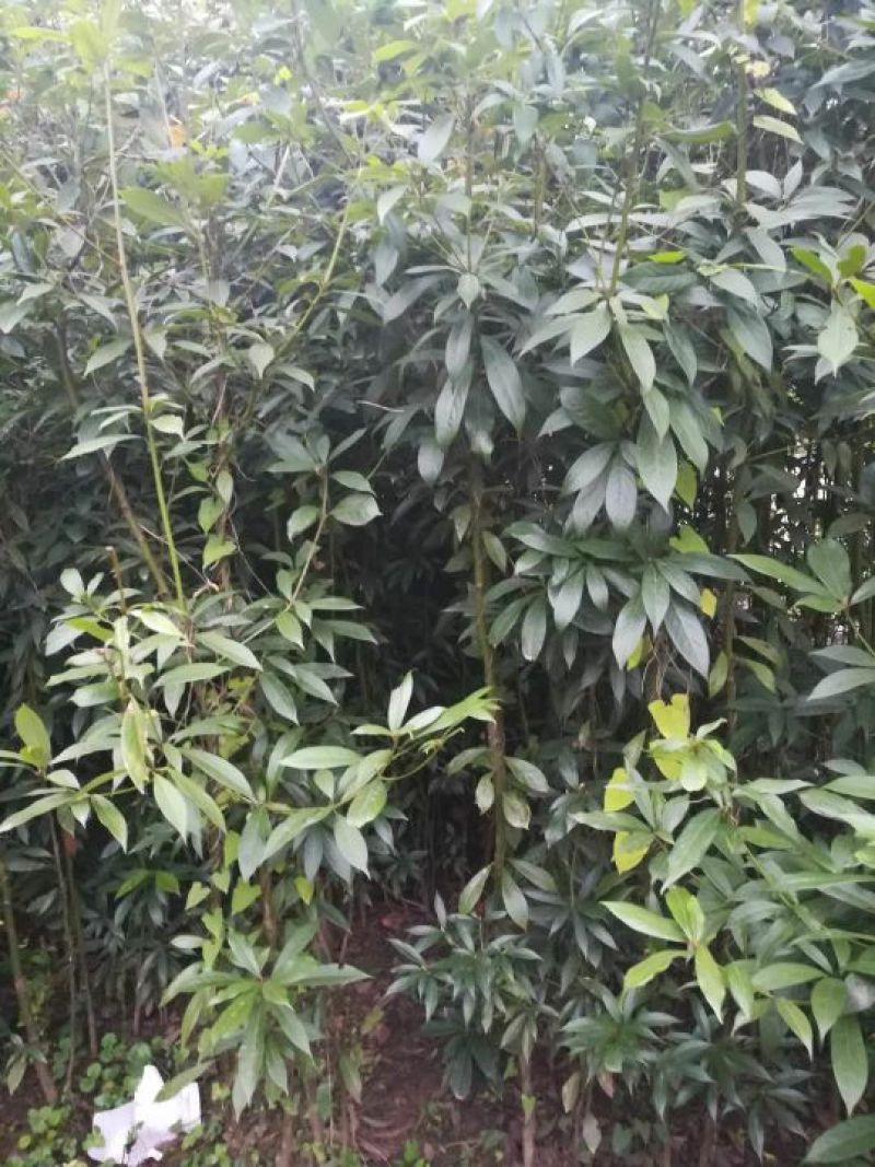 小叶桢楠1.5~2m