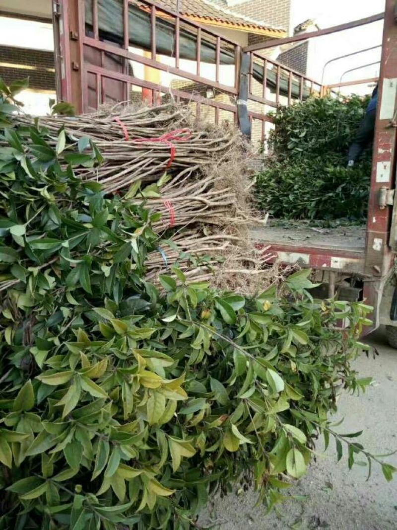 金桂花树苗80~120cm