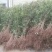 金桂花树苗80~120cm